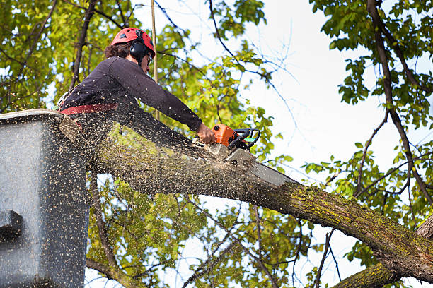 Reliable Maywood, IL Tree Services Solutions